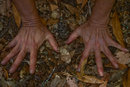 susun weed's hands in leaf litter and dirt